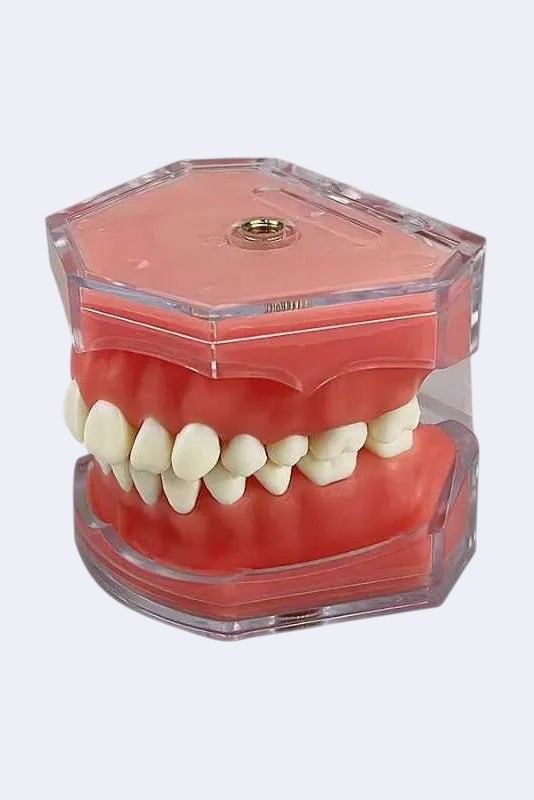 Modèle dentaire - compatible Frasaco