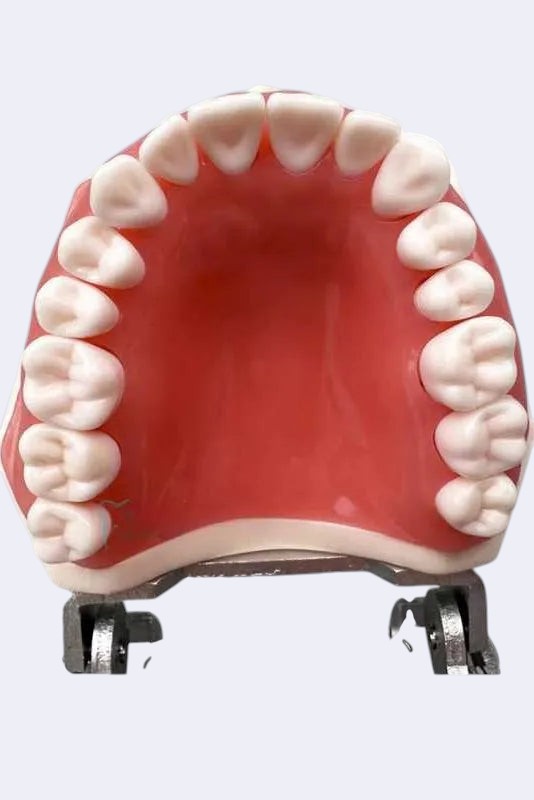 Modèle dentaire - compatible Nissin