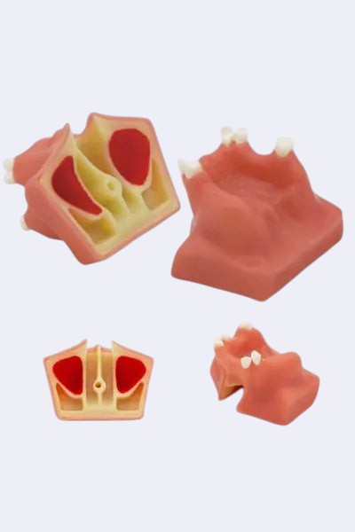 DENTISTOOLBOX sinus anatomy model showing maxillary sinus and dental structures, ideal for patient education.