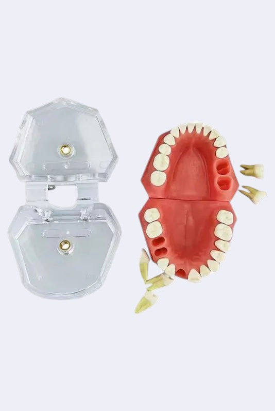 Modèle dentaire - compatible Frasaco