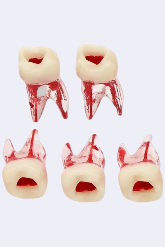 DENTISTOOLBOX 5-pack realistic 3-channel molar training models for endodontic practice.